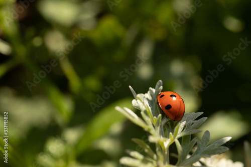 ladybug insect black point red color