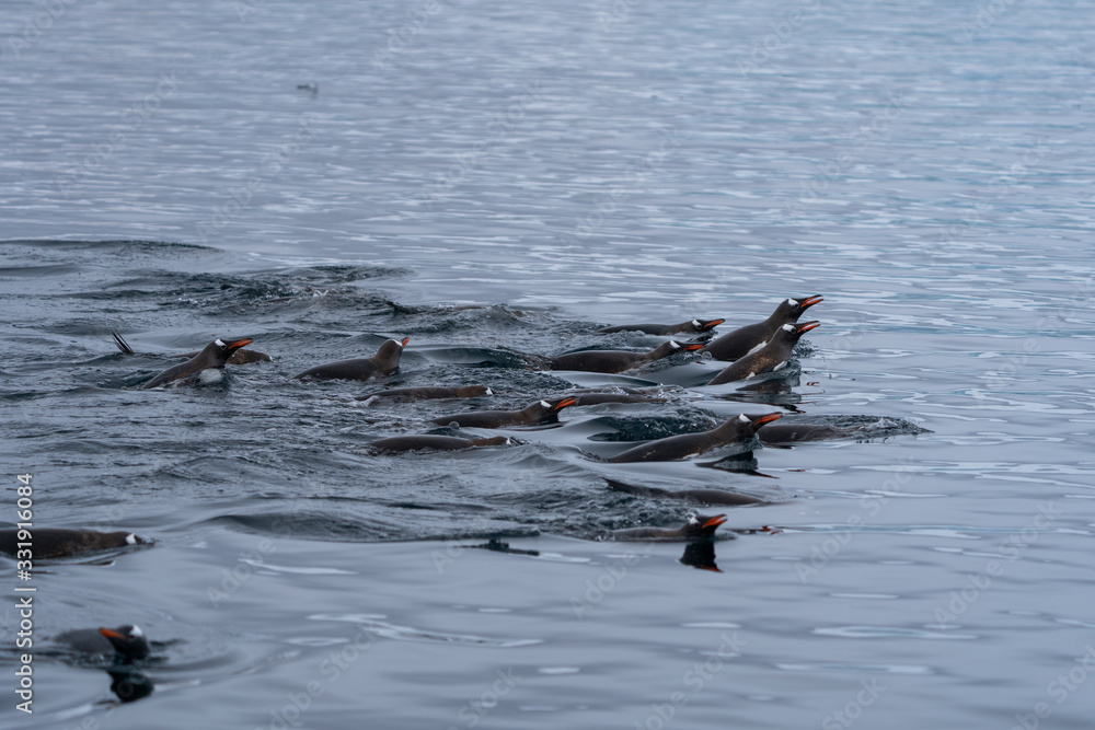 Fototapeta premium Gentoo penguins swimming in water in Antarctica