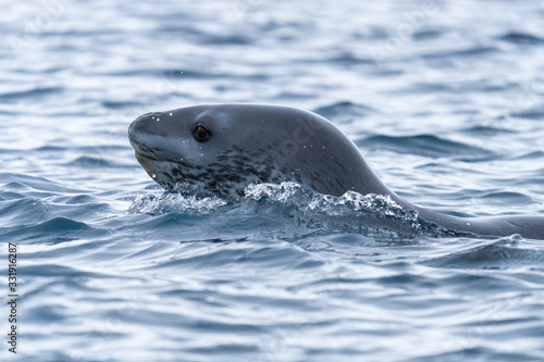 Leopard Seal swimming in water in Antarctica photo