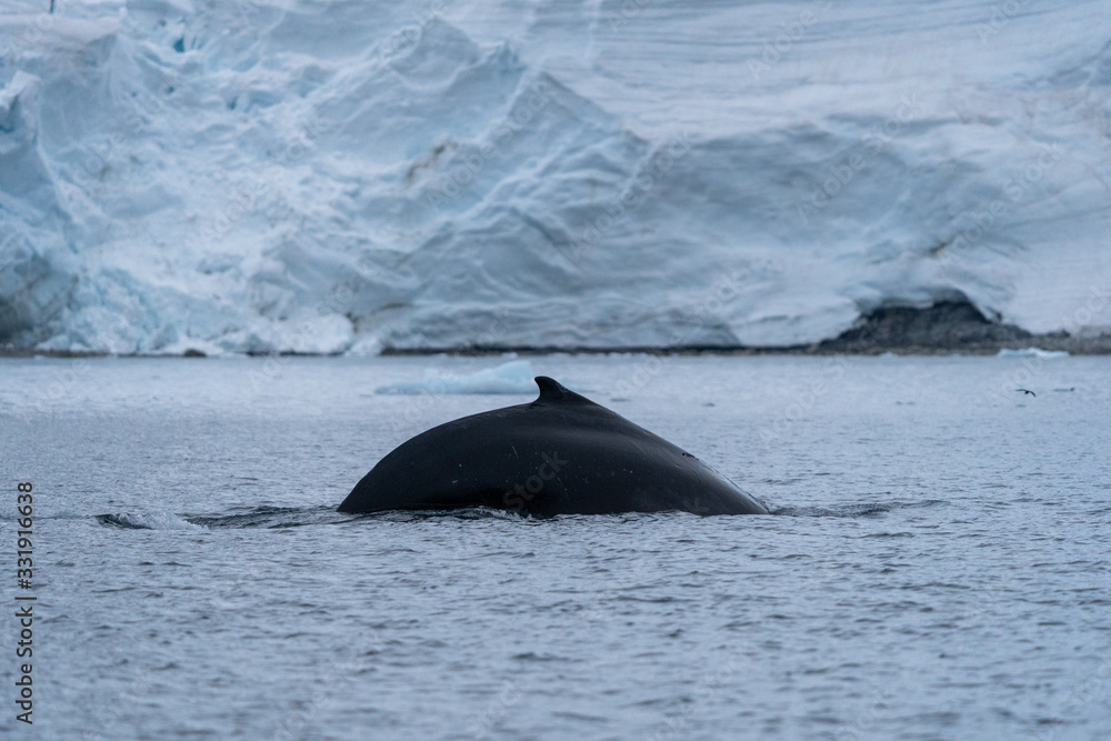 Fototapeta premium Humpback Whale in Antarctica
