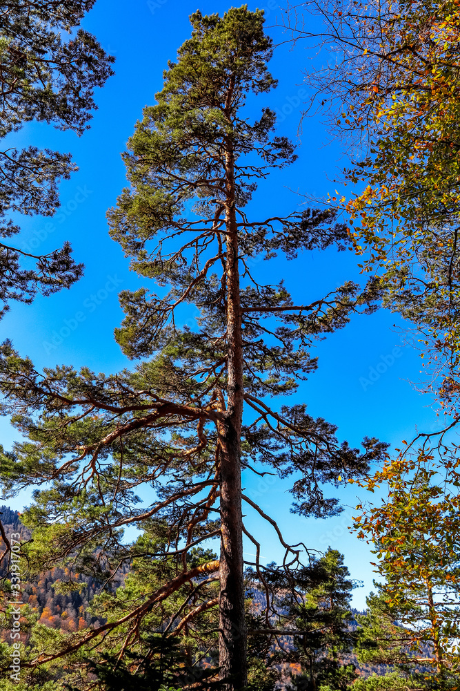 Obraz premium trees and blue sky