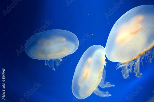 水中をふわふわ漂う丸い可愛いクラゲ キタミズクラゲ 新江ノ島水族館 Stock Photo Adobe Stock 水中をふわふわ漂う丸い可愛いクラゲ キタミズクラゲ 新江ノ島水族館 Stock Photo Adobe Stock