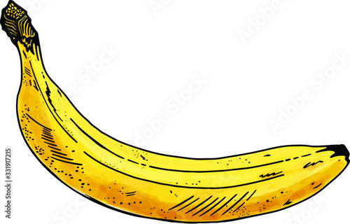 Hand-drawn banana in vector on white background