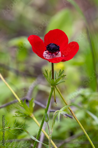 One bright red anemones on a glade