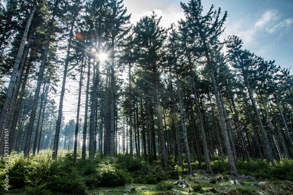 Fototapeta premium Forest trail