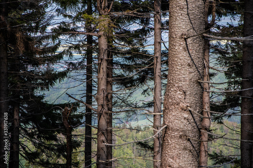 Fototapeta Naklejka Na Ścianę i Meble -  Pine tree