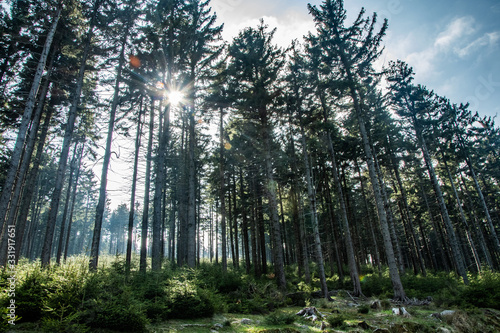 Fototapeta Naklejka Na Ścianę i Meble -  Forest trail