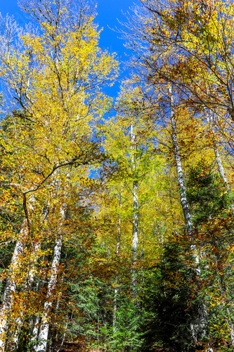 yellow trees in autumn