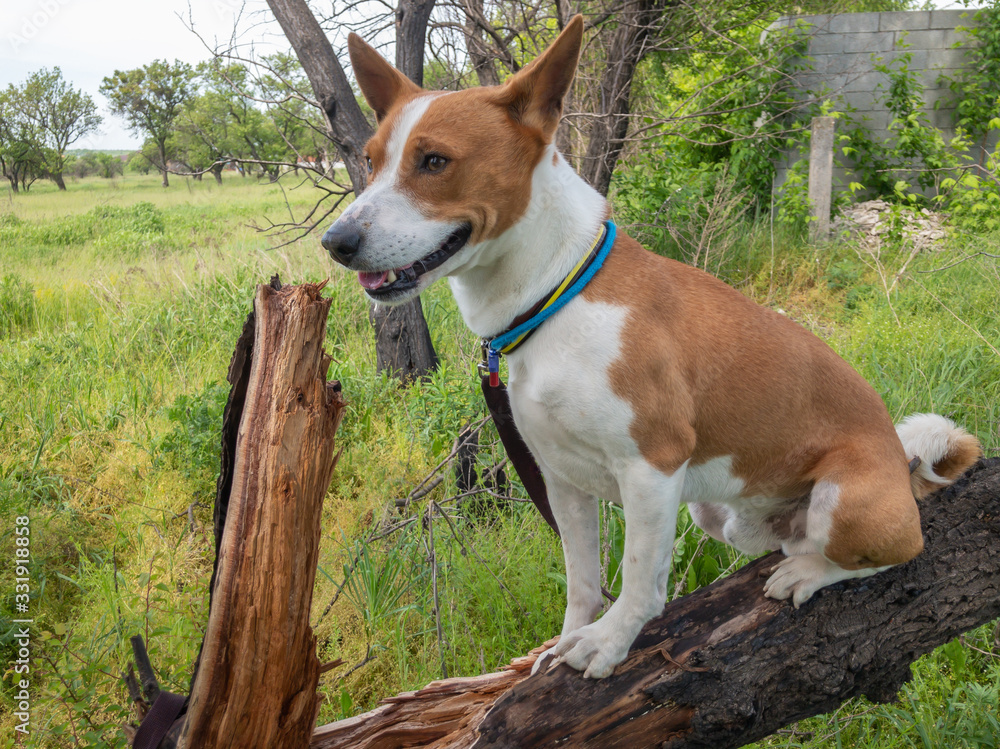 Basenji dog sitting on a broken tree branch and looking happy at summer season