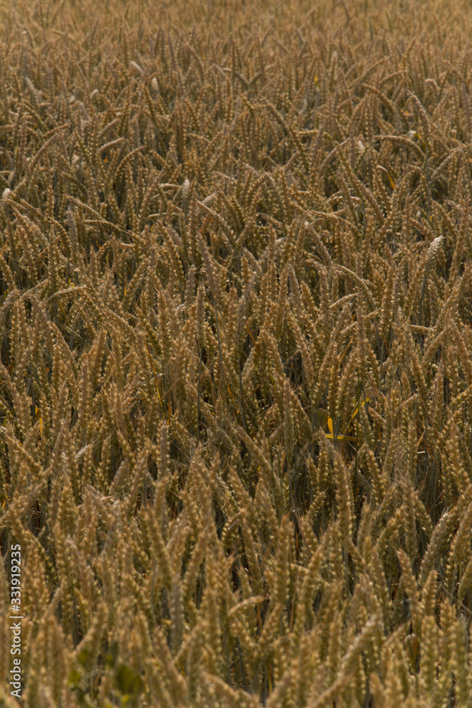Grano