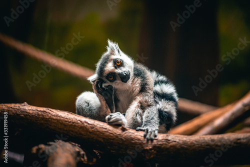 lemur on a tree looking cute