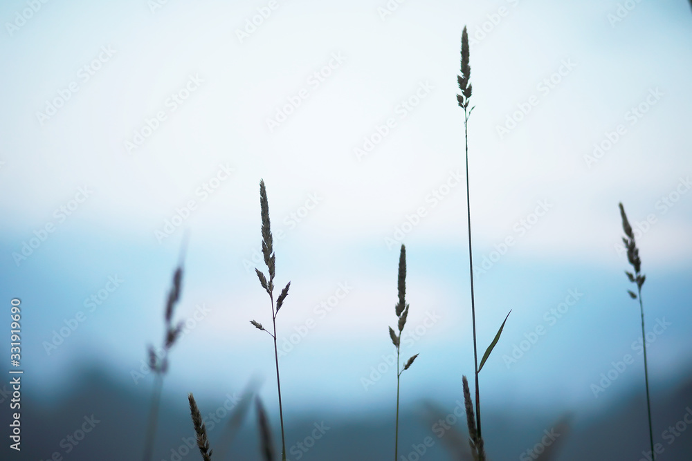 Obraz premium Fog in the field. Evening nature summer with white fog.