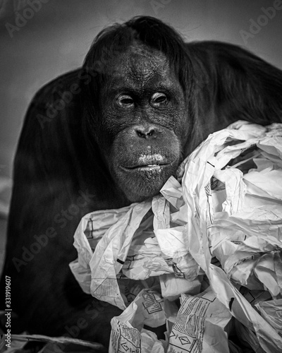 Sad zoo monkey in captivity