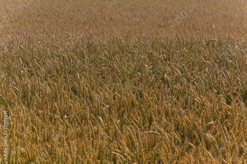 Grano