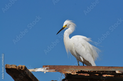 great white egret on blue sky background