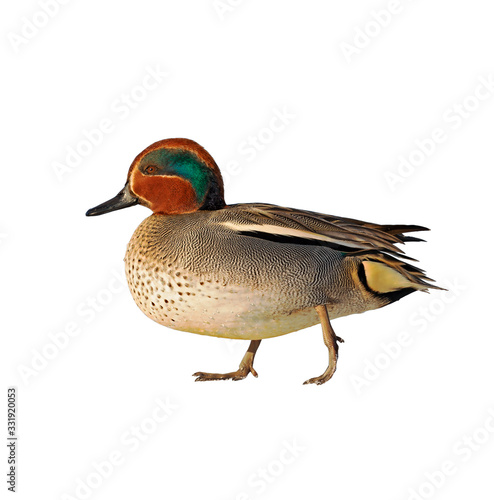 Eurasian Teal (Anas crecca) isolated on a white background. photo