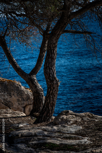 the tree on the on the coastline of the island of mallorca with the blue colored water of the Mediterranean Sea