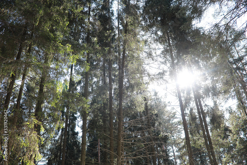 The tops of evergreen trees against the sky