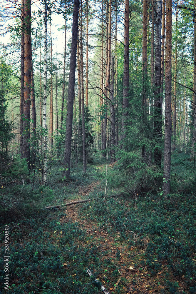 Bright spring greens at dawn in the forest. Nature comes to life in early spring. Bright spring greens at dawn in the forest. Nature comes to life in early spring.