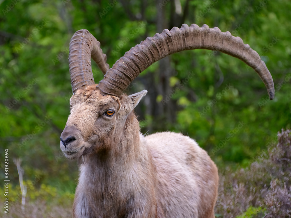 Closeup male Alpine ibex (Capra ibex) in the mountains of the Alps from around chamonix-Mont-blanc in France Closeup male Alpine ibex (Capra ibex) in the mountains of the Alps from around chamonix-Mont-blanc in France