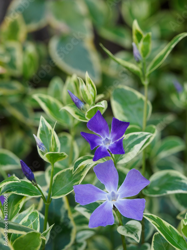 斑入り葉のツルニチニチソウ