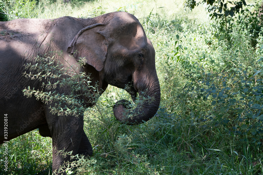 Obraz premium Elephant eating