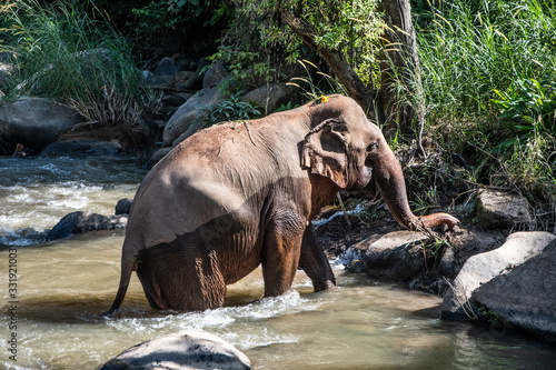 Elephant walking out from river