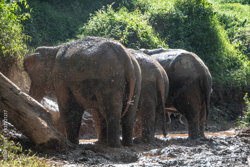 Elephants mud shower - obrazy, fototapety, plakaty 