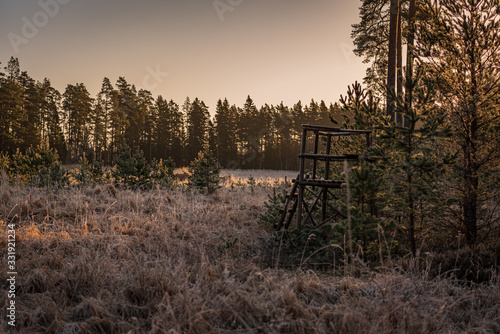 hunter's hunting tower hidden in the sun in the coniferous forest