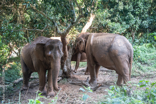 Elephants under three