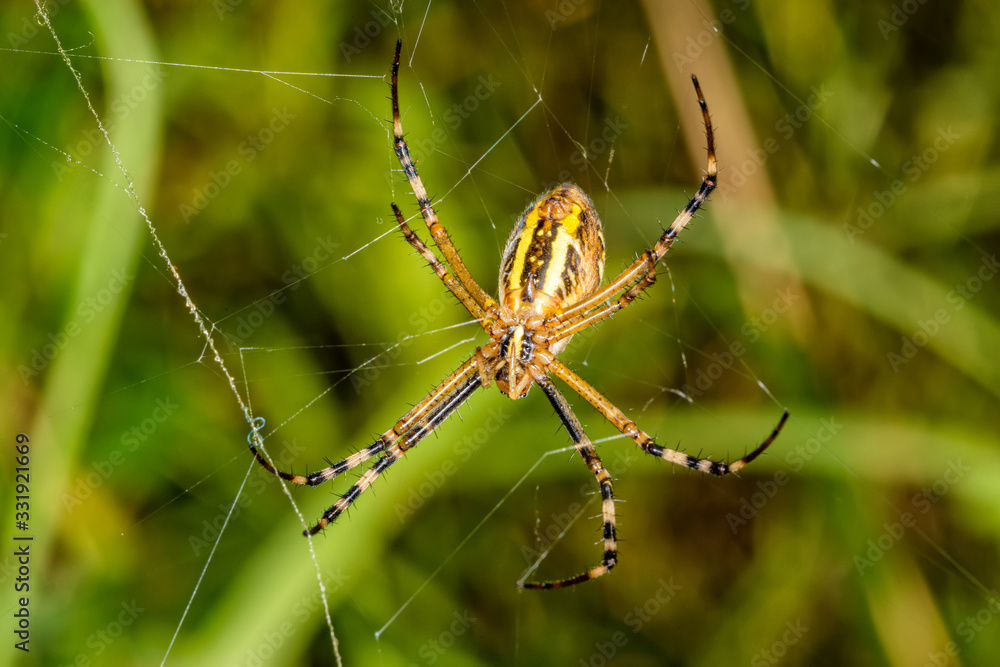 Black and yellow stripe Argiope bruennichi wasp spider on web Black and yellow stripe Argiope bruennichi wasp spider on web
