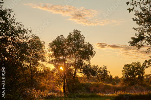 Trees at sunrise