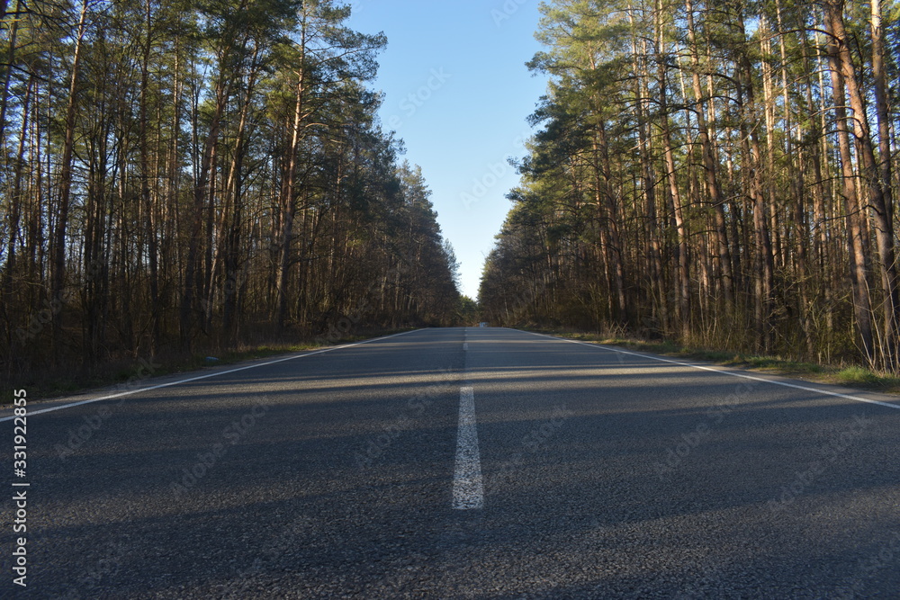 Obraz premium road in the forest