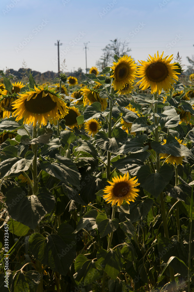 Girasole