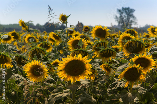 Girasole