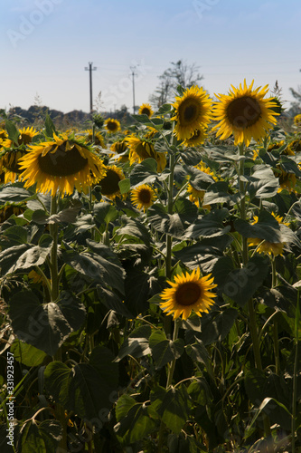 Obraz na płótnie Girasole w salonie