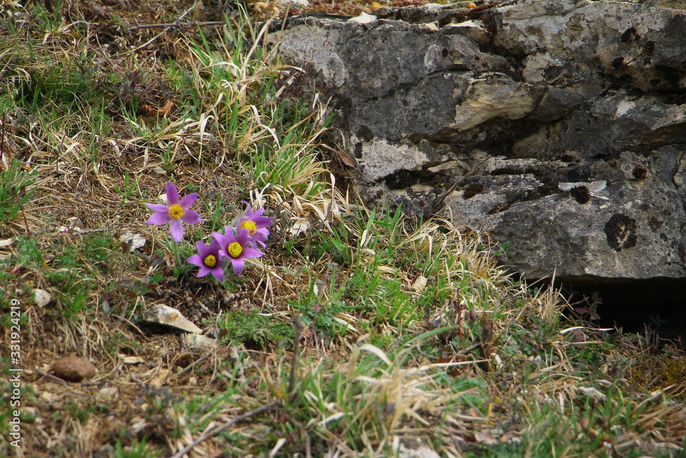 Obraz premium küchenschelle 