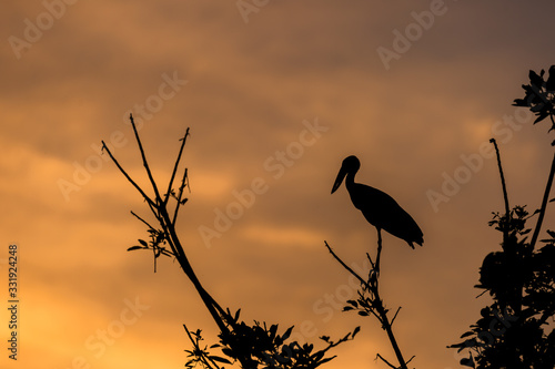 Silhouette birds on sunset sky background