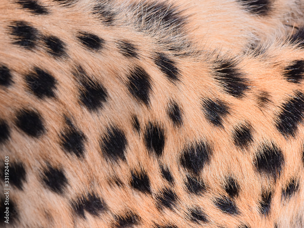 black dot on the cheetah black dot on the cheetah