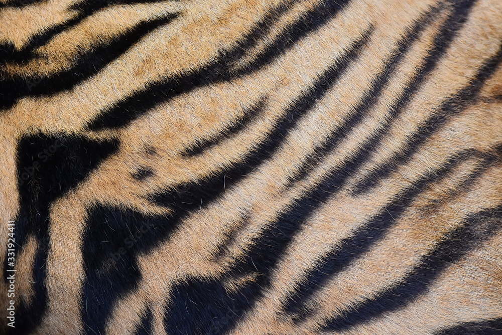 The skin is smooth, tying the black stripes of the Bengal tiger. The skin is smooth, tying the black stripes of the Bengal tiger.