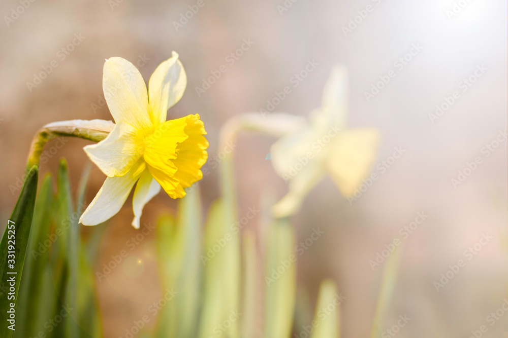 Yellow daffodil in the garden First spring flowers Natural spring background Yellow daffodil in the garden First spring flowers Natural spring background