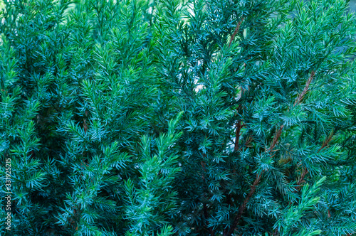 Evergreen juniper shrub, close up view of green branches with sunlight. Juniperus horizontalis Creeping Juniper. Tree branch texture needle background.