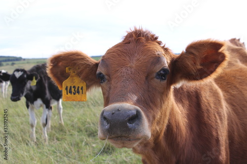 Dairy cow close up picture 