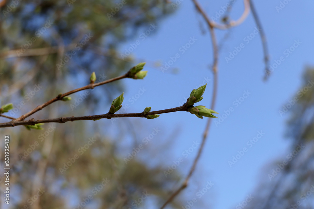 Blossom leaves buds with flower on the branch of the tree. Blossom leaves buds with flower on the branch of the tree.