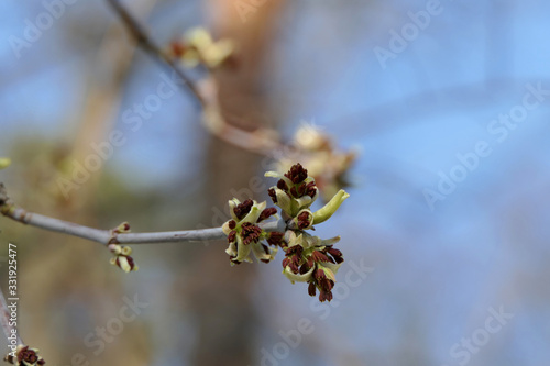 Blossom leaves buds with flower on the branch of the tree. 
