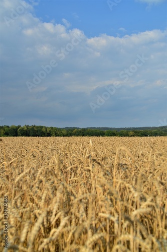 wheat field in summer on a late summer day