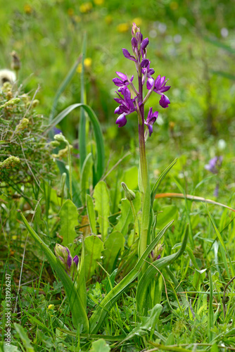 lax-flowered orchid, loose-flowered orchid / Lockerblütiges Knabenkraut (Anacamptis laxiflora), Tinos, Greece / Tinos, Griechenland photo