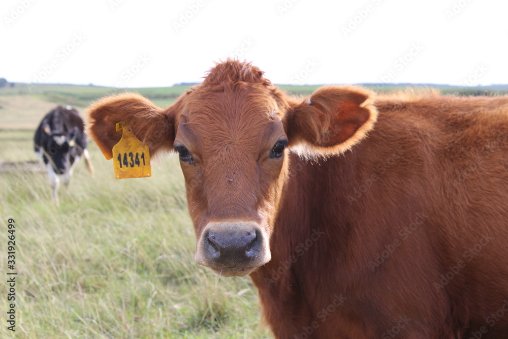 Fototapeta premium Close up picture of brown cow