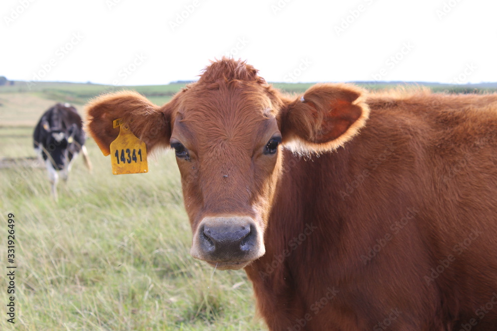 Close up picture of brown cow