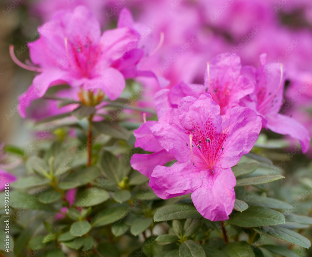 Close up spring flowers azalea. Blooming hybrid Azalia Rhododendron selection in greenhouse. flower background. colorful bush flowers of rhododendron at botanic garden. selective focus Close up spring flowers azalea. Blooming hybrid Azalia Rhododendron selection in greenhouse. flower background. colorful bush flowers of rhododendron at botanic garden. selective focus